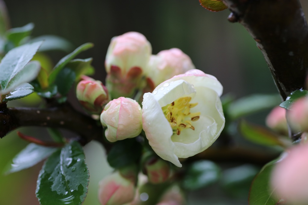 成人（花）の日？