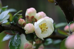 成人（花）の日？