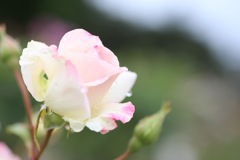 バラ④