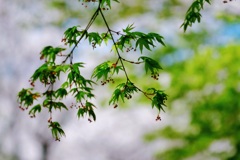 桜から新緑へ③