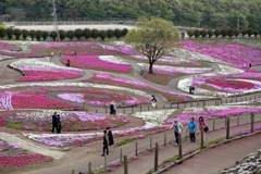 みさと芝桜公園②