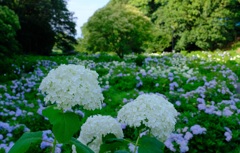 荻窪公園③