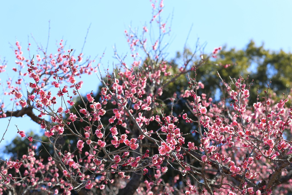 主張するピンク