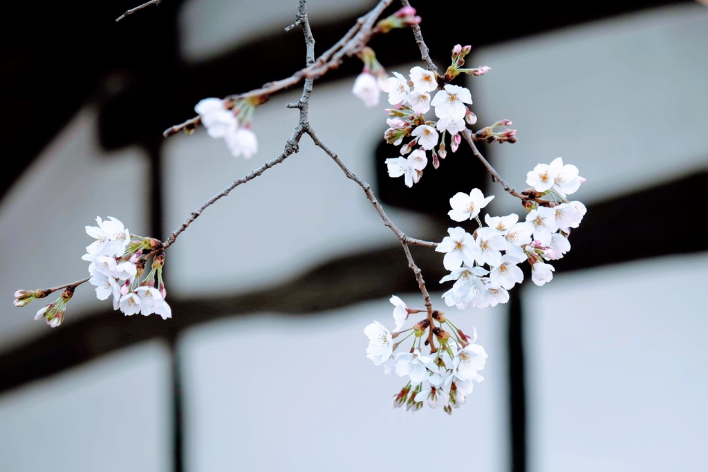 桜