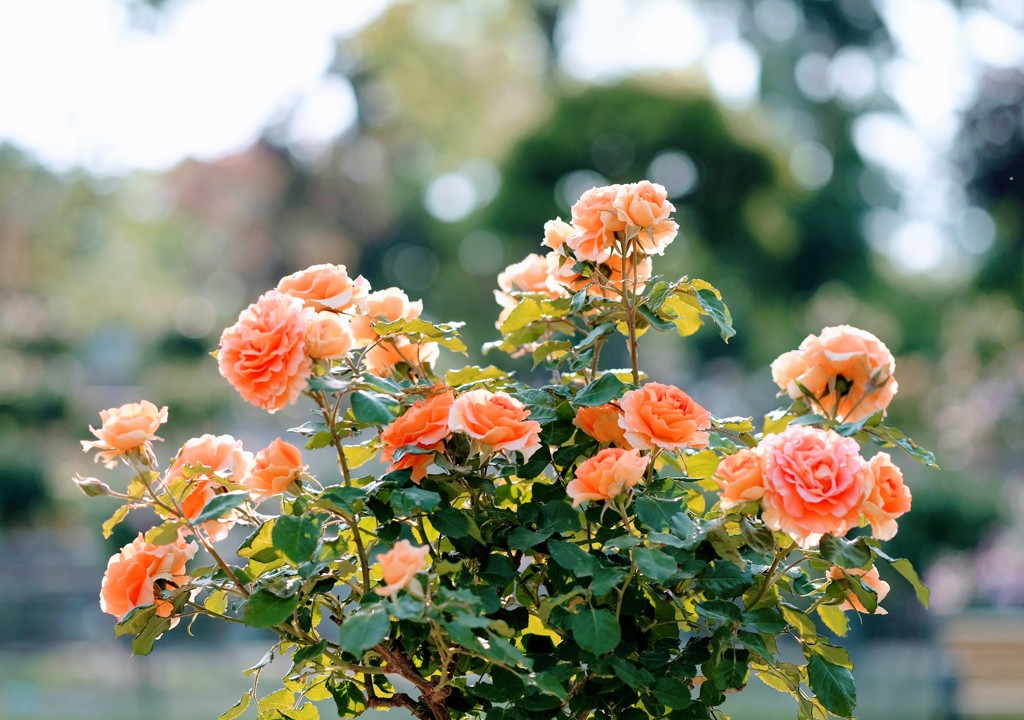バラの花束
