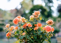 バラの花束