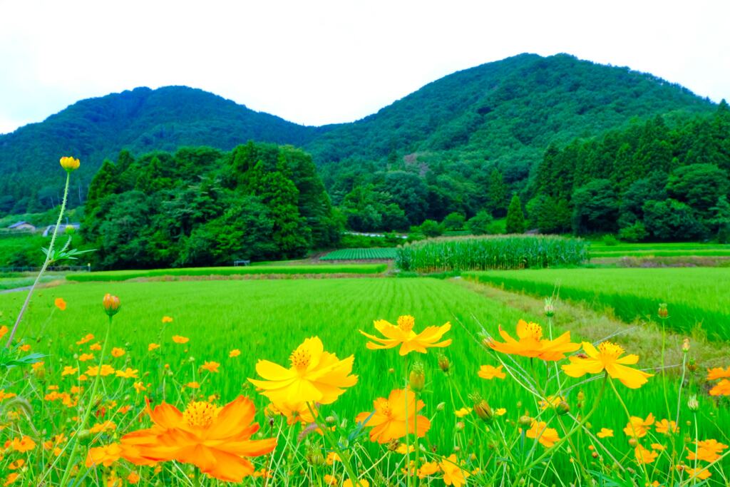 農村風景①