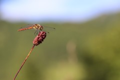 池の平湿原の生きもの③
