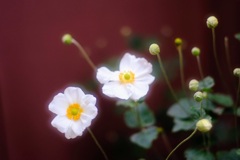 シュウメイギク