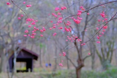 赤城自然園②