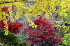 前森公園の紅葉③