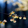 蝋梅