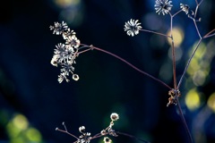 初冬の花