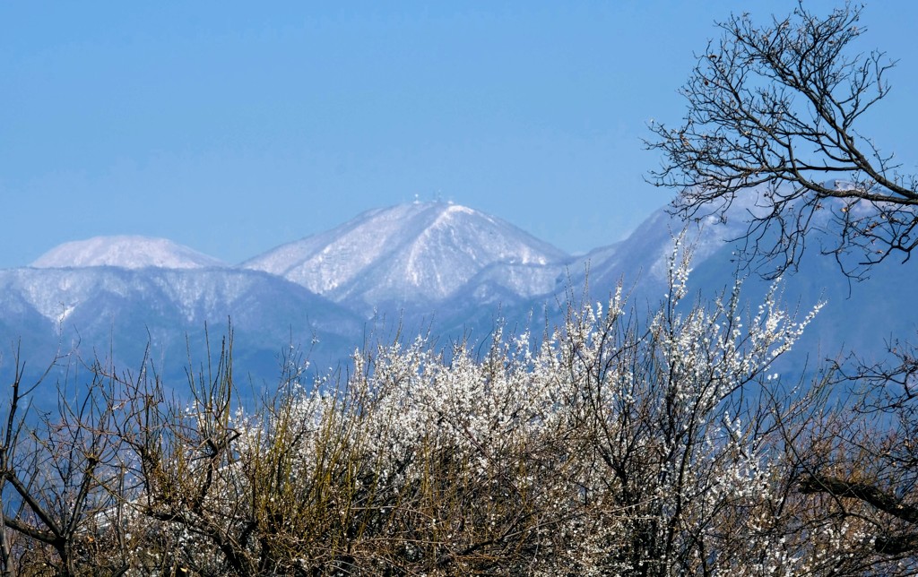 白梅と赤城山