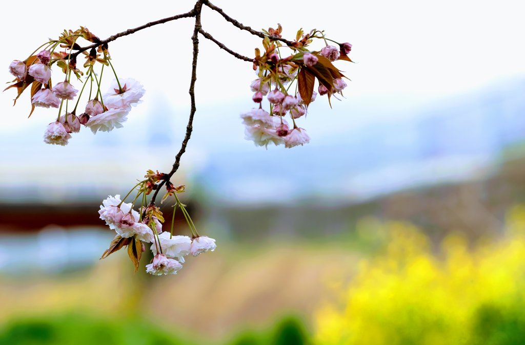 八重桜