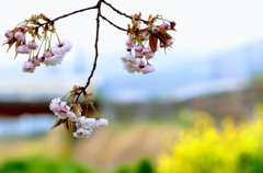 八重桜