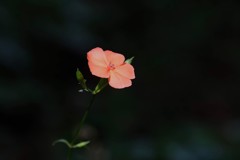 孤高