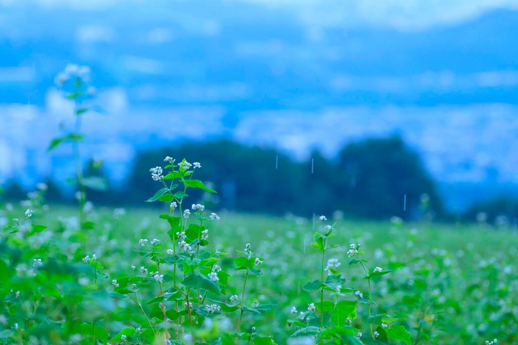 そばの花
