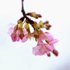 河津桜