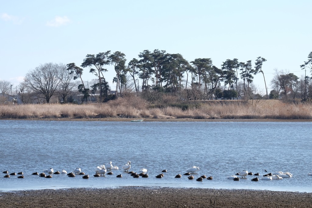 多々良沼の白鳥②