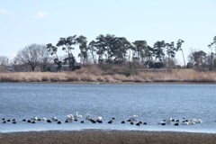 多々良沼の白鳥②