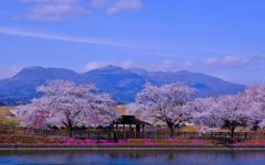 桜風景②
