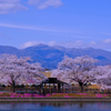 桜風景②