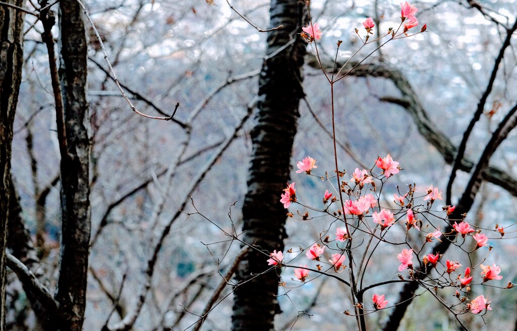 吾妻山②