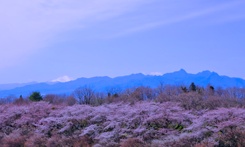 桜風景