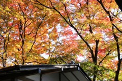 伊香保水澤の紅葉⑥