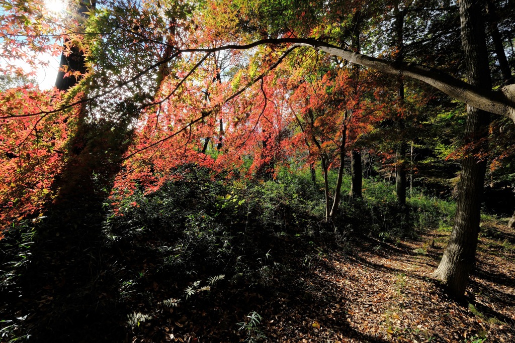 嶺公園の紅葉③