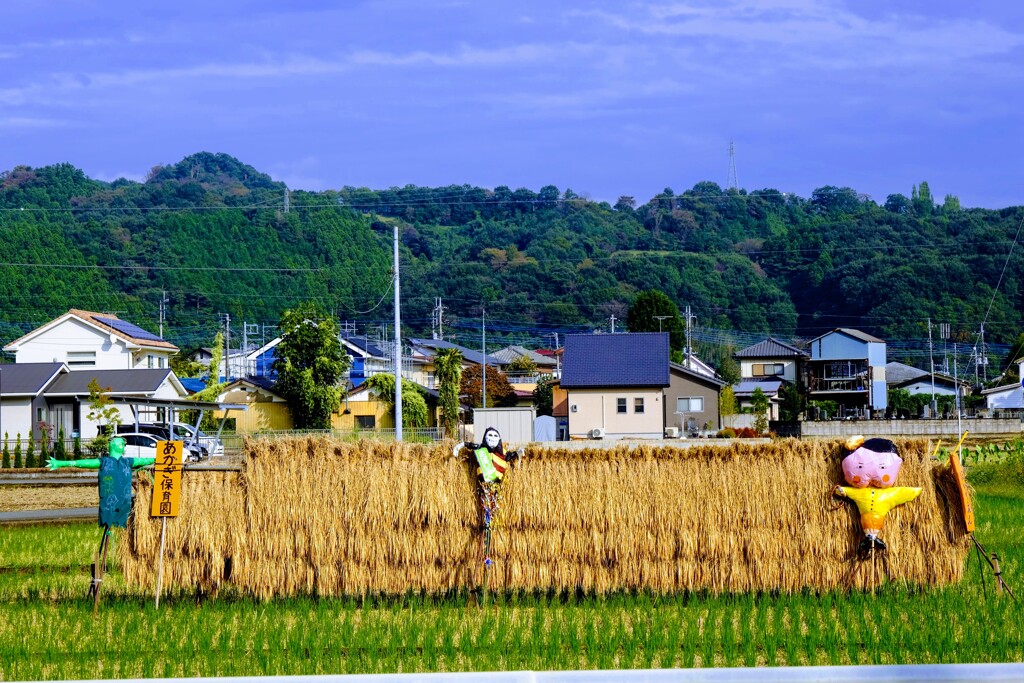 園児の実り