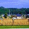 園児の実り