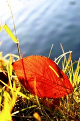 敷島公園の紅葉①