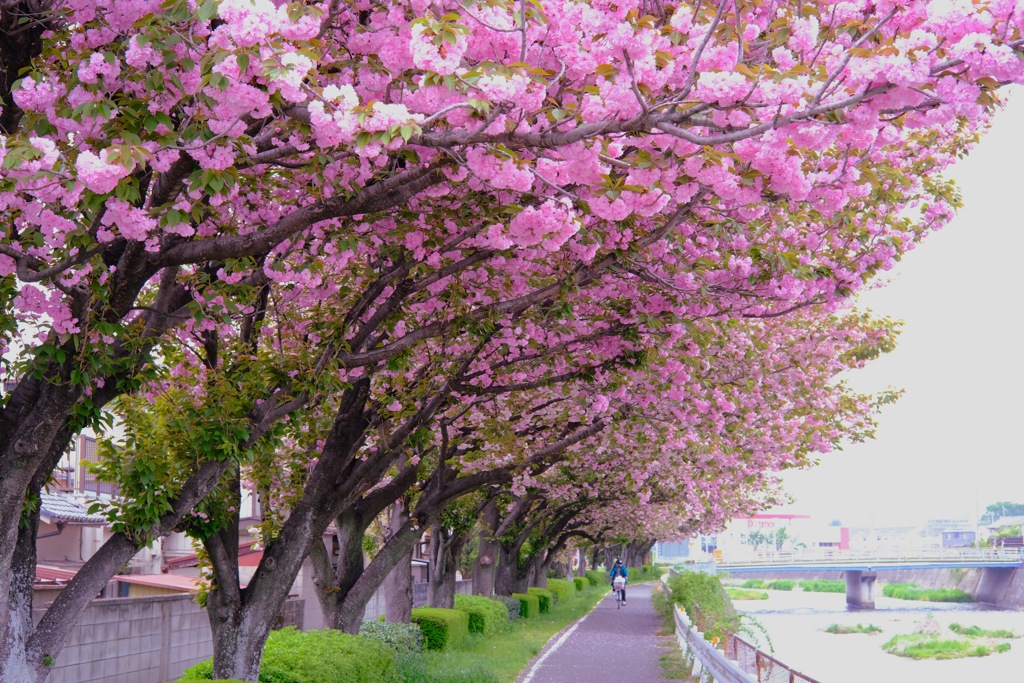 散歩道①