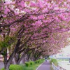 散歩道①