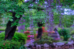 庭園②
