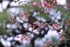 開花