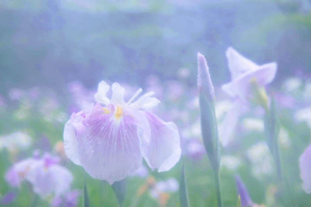 赤堀花しょうぶ園①