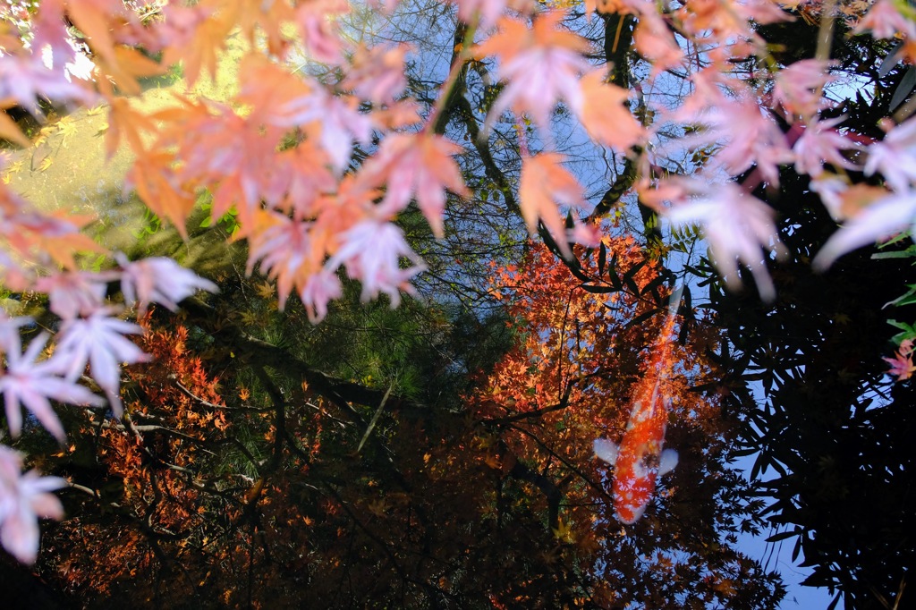 紅葉