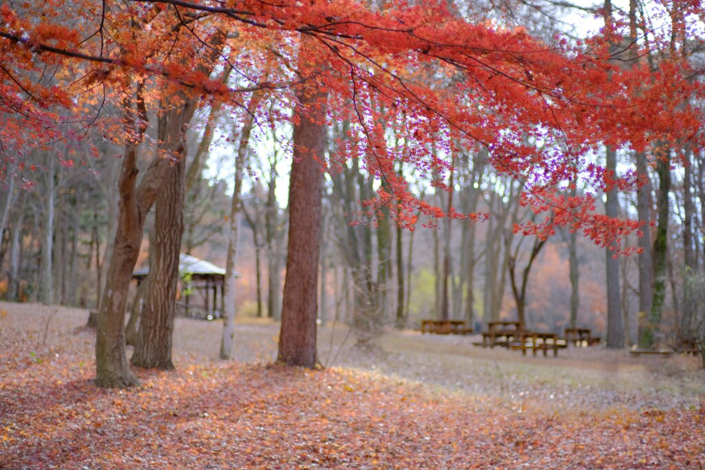 赤城自然園①