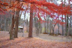 赤城自然園①