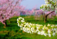 果樹園にも春が①