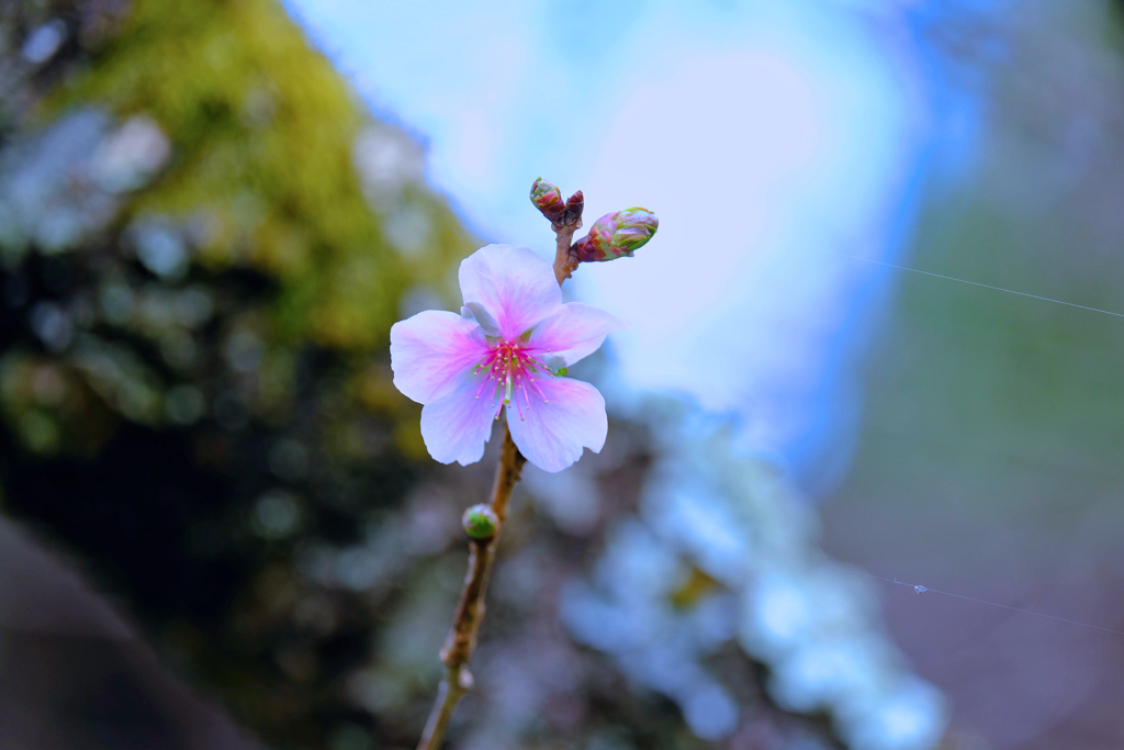 桜山公園③