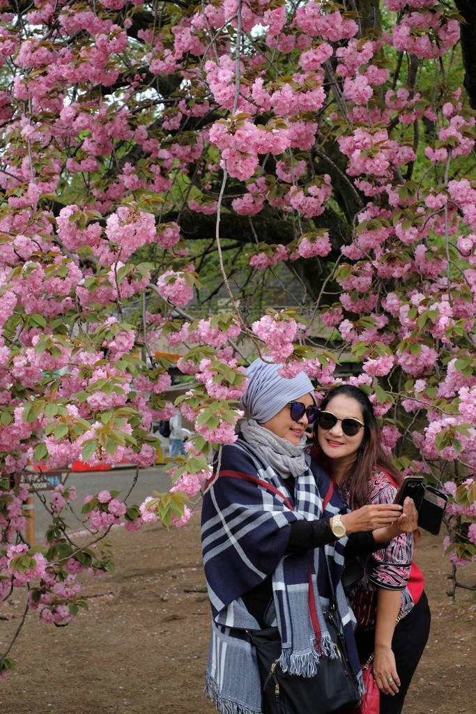 八重桜の前の華
