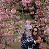 八重桜の前の華