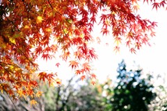 伊香保水澤の紅葉③