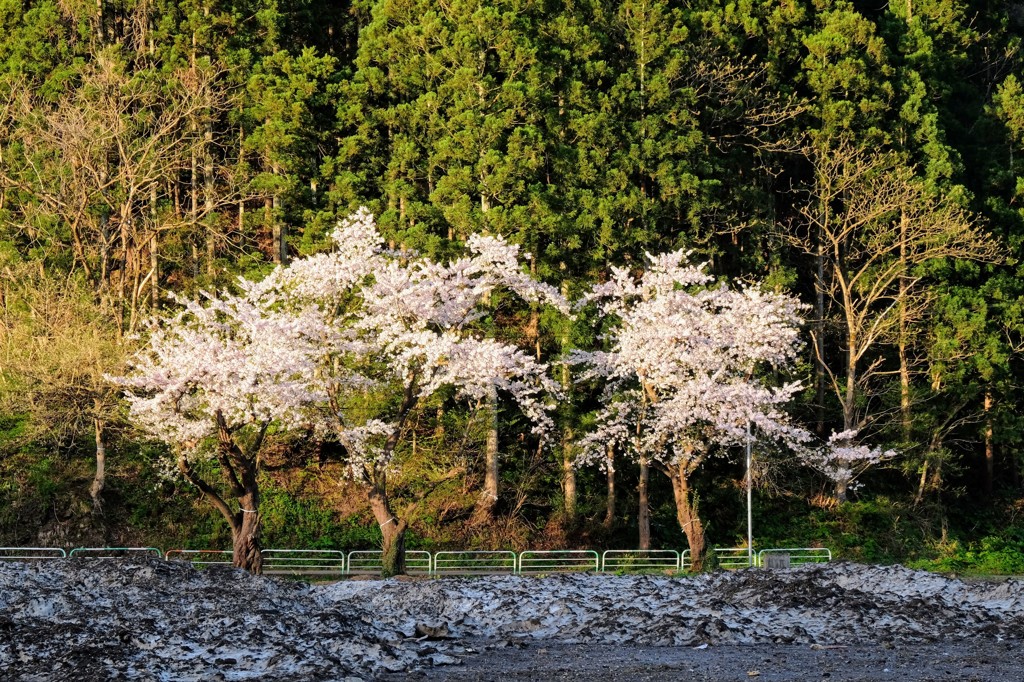 桜と残雪