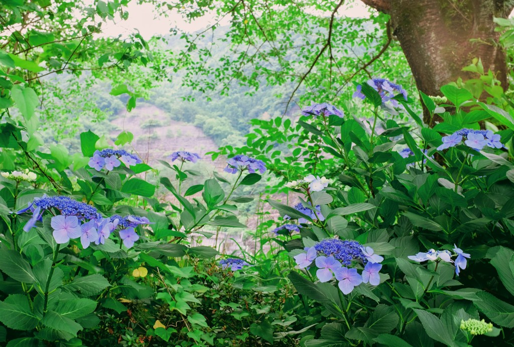 紫陽花