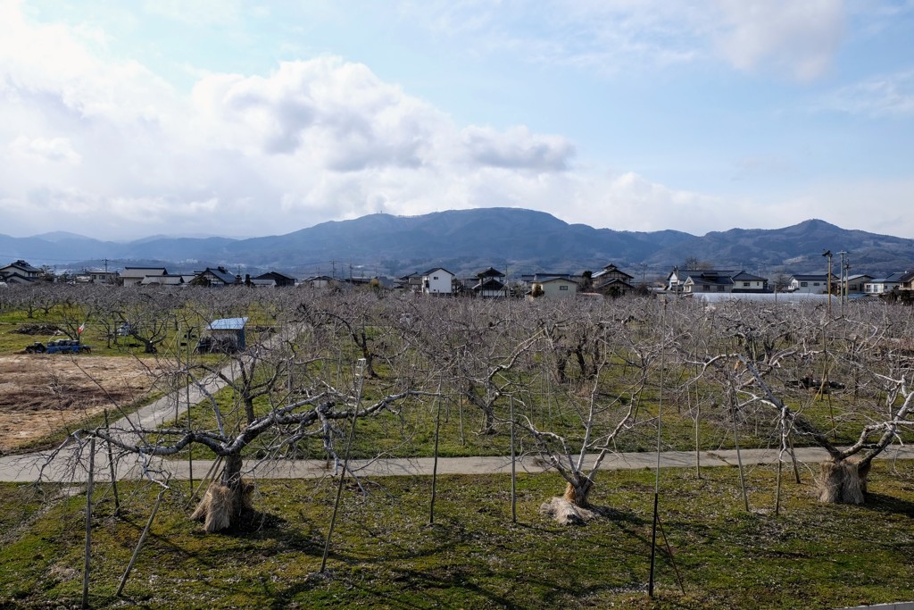 春を待つ長野市のりんご産地②